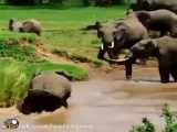 نجات بچه فیل توسط فیل مادر