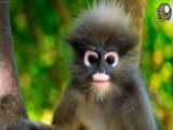 بدنیا آمدن میمون کمیاب در باغ وحش استرالیا