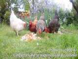 نگهدار مرغ خانگی درمزرعه