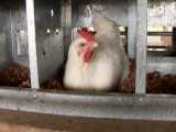 سالن پرورش مرغ نژاد راسی تخمی تابرای کشتار