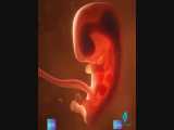انیمیشن مایع آمنیوتیک در کیسه نگهدارنده جنین 