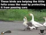 ببینید این پرندگان چه طور از خارپشت در مقابل اتومبیل ها حفاظت می کنند