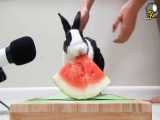 ویدیو ASMR از هندوانه خوردن خرگوش بامزه