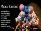 Mantis shrimp (میگوی آخوندکی)