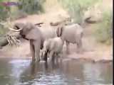 حمله کروکودیل به فیل 