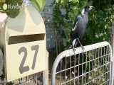تقلید صدای آژیر آتش نشانی توسط پرنده مقلد در استرالیا
