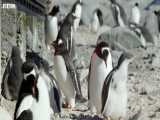 مرگ غم انگیز و حیرت انگیز پنگوئن جوان