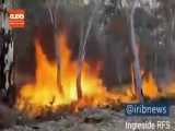 تصاویری از  آتش سوزی های جدید در مناطق کوهستانی استرالیا 