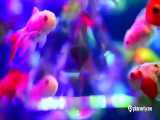 آکواریوم هنری توکیو با بیش از 10000 ماهی