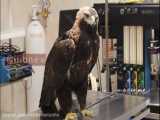 نجات یک بهله عقاب در فریدونکنار