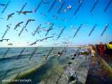 فوتیج پرواز مرغ های دریایی بر فراز دریا