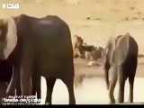 کلیپ ترسناک جنگ خونین بین گله فیل ها و گله شیرهای ماده