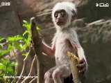 عکس العمل احساسی میمون ها به یک میمون مصنوعی که دوربین شده !؟
