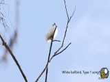 صدای پرنده‌ای به نام «White Bellbird» به عنوان بلندترین صدای یک پرنده ضبط شد