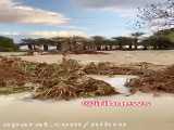 خسارات سنگین به باغات موز  بخش زرآباد شهرستان کنارک