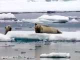 شکار فوک دریائی توسط خرس قطبی