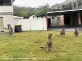 کانگوروهای دربدر شده  از آتش سوزی وحشتناک استرالیا
