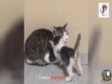 گربه مادر و بچه گربه تالیف