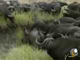 شکار شیر توسط گاو های وحشی