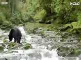 تصاویری از کمیاب ترین نژاد خرس در دنیا !