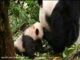 انسان و پاندا