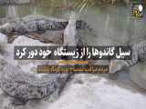 خطر گاندو ( تمساح پوزه کوتاه ) در کمین مردم سیستان و بلوچستان