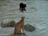 مبارزه بین گربه وحشی و خرس (پربازدیدترین ویدیو)