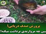 پرورش صدف دریایی