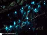 کرم های شب تاب، چلچراغ غارهای نیوزیلند