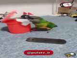 کلیپ طنز حرکات پرنده طوطی