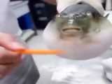 هویچ خوردن ماهی کپلی ، ببینید چه جالب میخوره