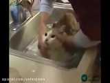 غر زدن گربه موقع حمام کردن