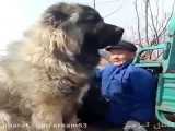 سگ چوپان عظیم الجثه قفقازی
