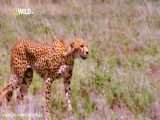سرعت خیره کننده چیتا هنگام تعقیب شکار