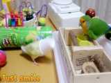 فیلم های خنده دار با حضور طوطی ها