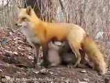 روباهِ مادر به بچه خرس ها که مادرشون رو از دست دادن شیر میده !!