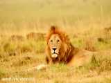 حیات وحش آفریقا با کیفیت  4K