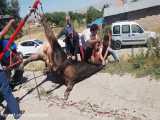 قربانی کردن گاو در ترکیه