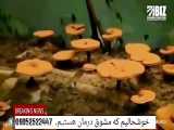 دست آوری عظیم در طب سنتی اسلامی ایران عزیز تولید قارچ دارویی