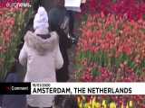 روز ملی لاله در هلند برگزار شد ! زیبا ترین لاله ها را در این ویدئو ببینید 