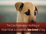 گرونترین سگهای دنیا تو این لیست سالوکی سگ ایرانی هم قرار داره