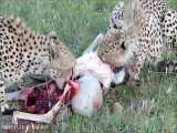 حمله تماشایی دو چیتای جوان به غزال و دریدن شکار با آرامش کامل