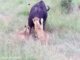 زنده دریدن بوفالو زخمی توسط شیرهای گرسنه