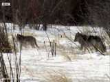 شکار بوفالو توسط گرگها