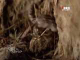 معرفی افعی دم عنکبوتی به حیات وحش جهان توسط مستندساز ایرانی