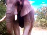 حمله مار کبری به فیل کوچولو | تصاویر دیدنی از شکار حیوانات