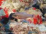 ماهی کاردینال رنگین‌کمانی: Pristiapogon kallopterus
