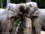 صدای فیل ها The sound of elephants