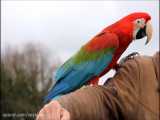 free flying parrots پرواز آزاد طوطی ها