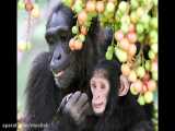Chimpanzees صدای شامپانزه ها